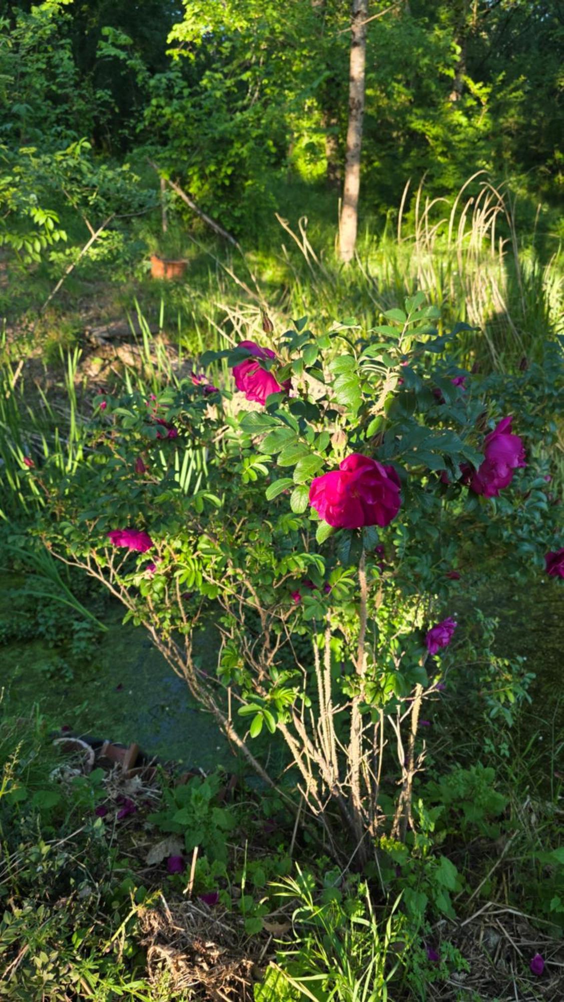 Chateau De Pourpry Damiatte Ngoại thất bức ảnh